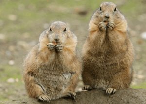 Луговые собачки