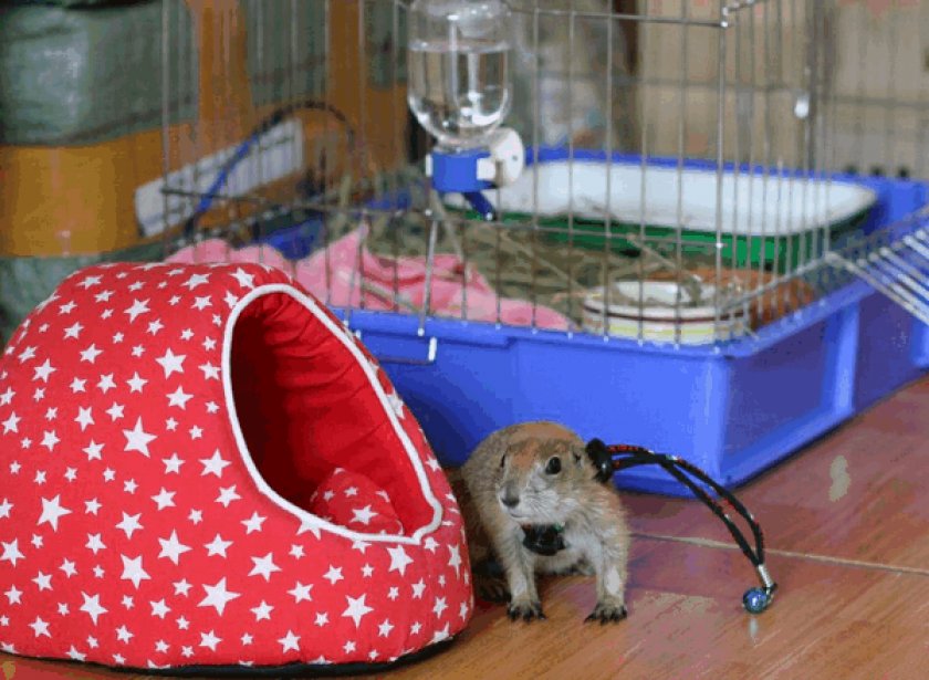 Луговая собачка дома Луговая собачка дома