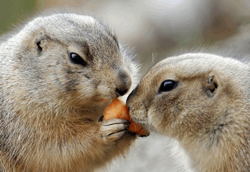 Луговые собачи кушают Луговые собачи кушают