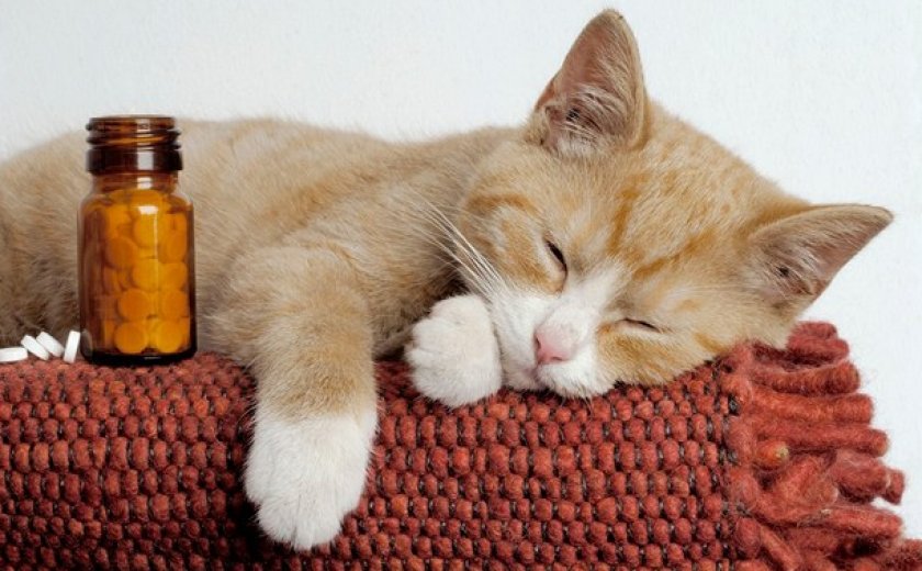 Болезни кошек