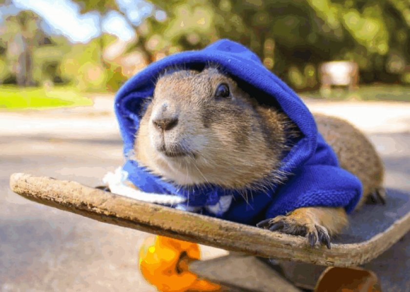 Луговая собачка Луговая собачка