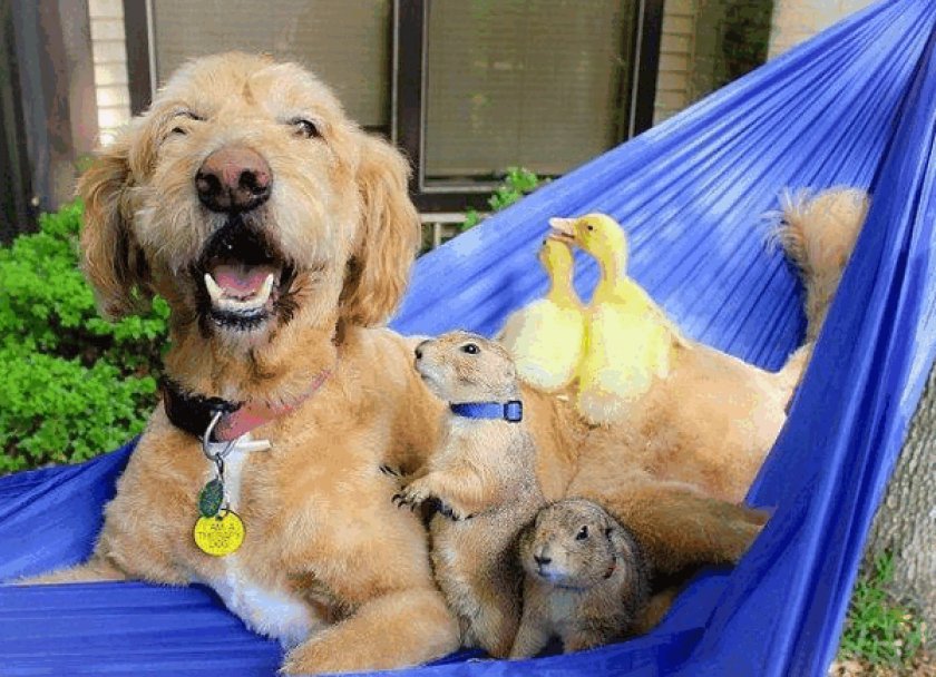 Луговые собачки Луговые собачки