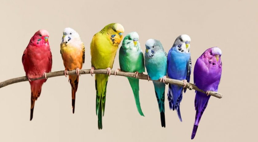 Волнистые попугайчики