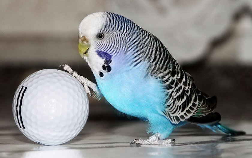 Волнистый попугайчик