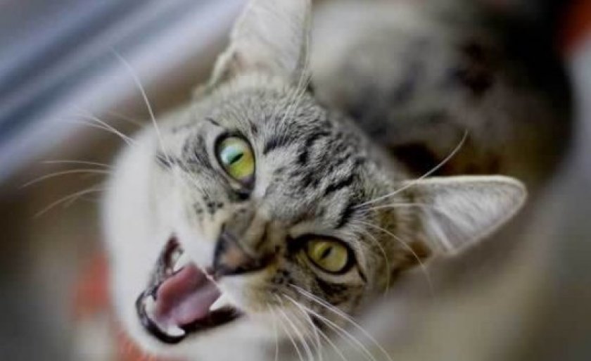 Заболевание нервной системы кошки