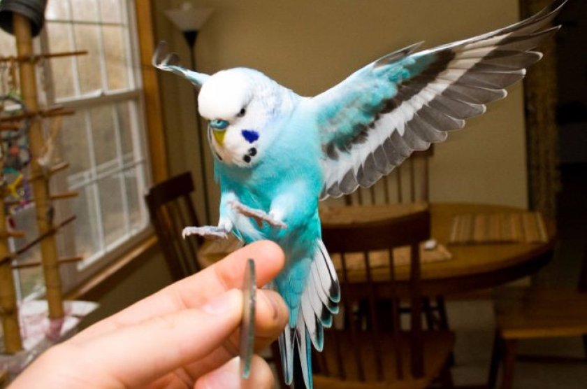 Волнистый попугай