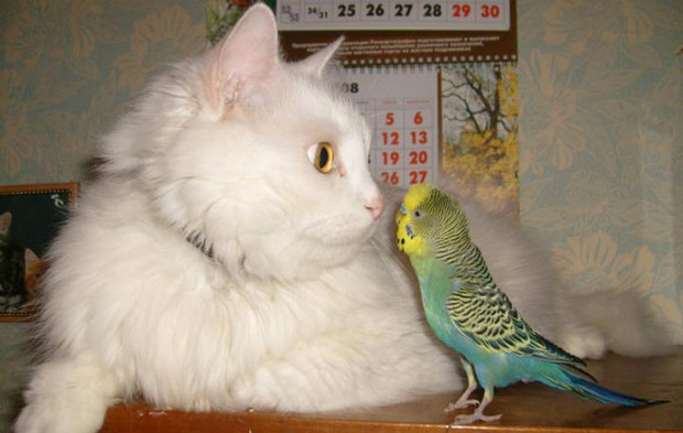 Кошка и попугай Кошка и попугай
