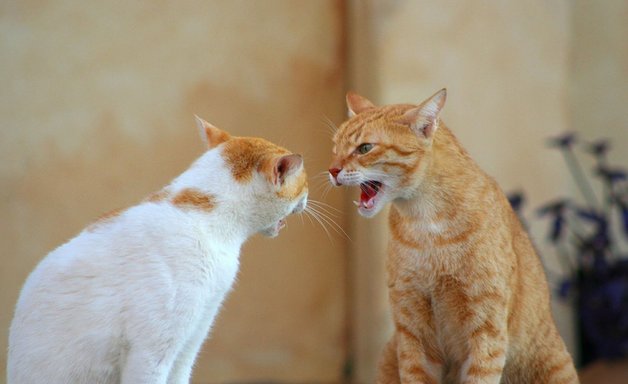 Агрессия у кошек Агрессия у кошек