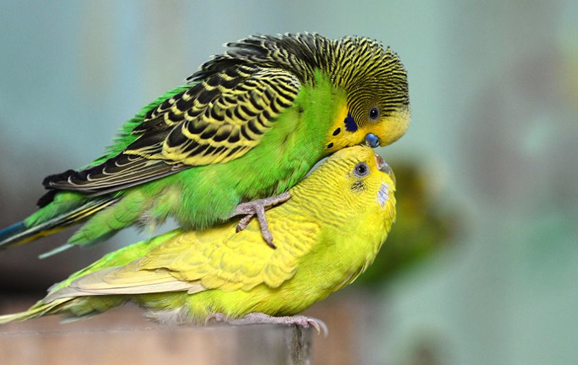 Зеленый Волнистый Попугай Фото