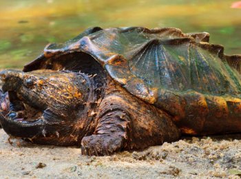 Семейство Каймановые: вид — грифовые черепахи