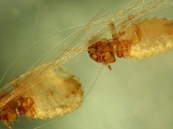 Власоеды у собак: как выглядят, чем лечить четвероногого друга