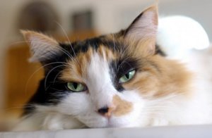 Пиометра у кошки