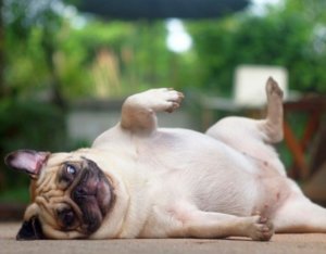 Стафилококк у собак Стафилококк у собак