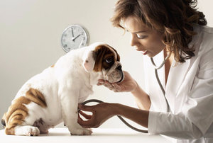 Болезни собак