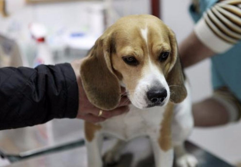 Пиометра у собак