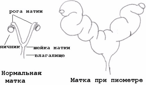 Пиометра Пиометра