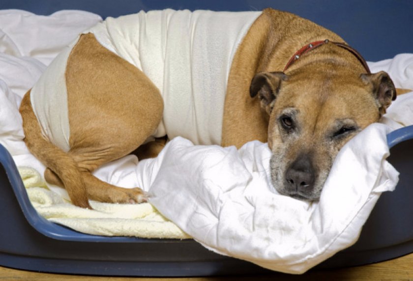 Собака после операции