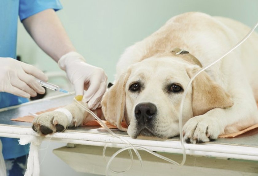 Собака у ветеринара