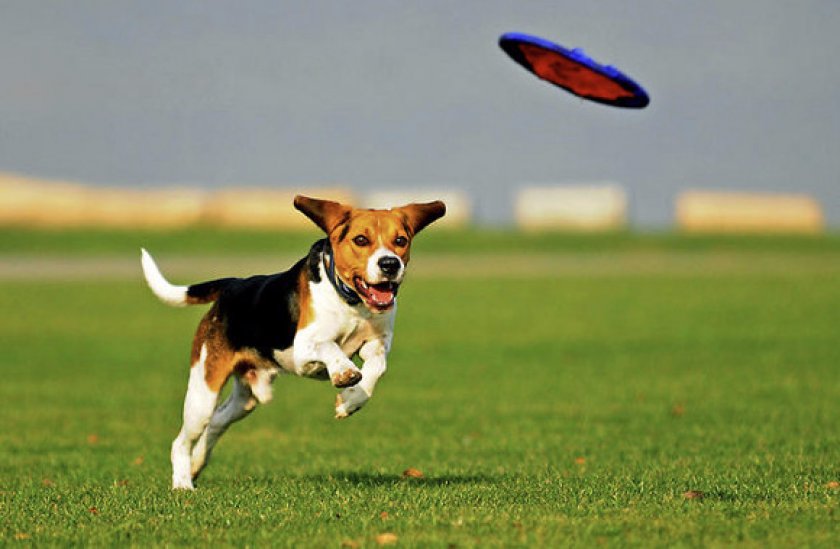 Игры с собакой