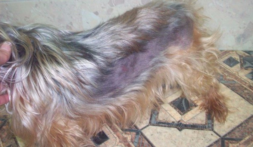 синдром Кушинга