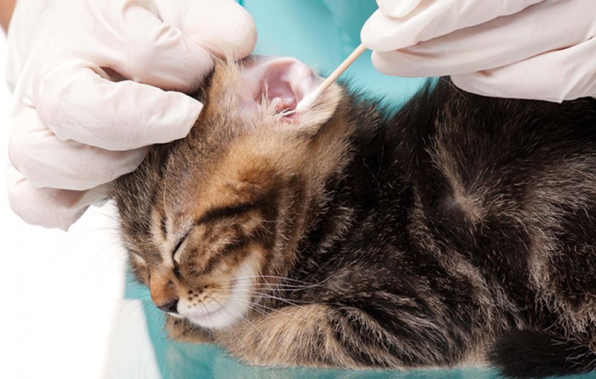 Болезни ушей кошек