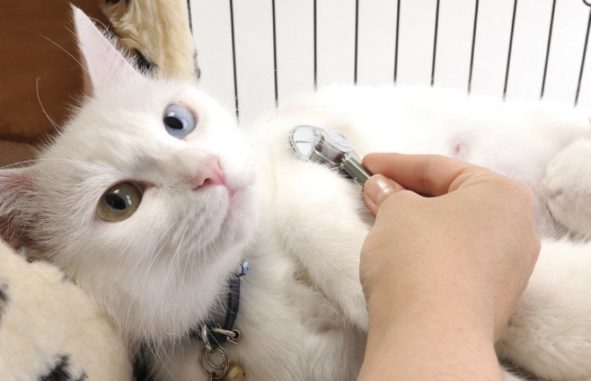 Болезни кошек