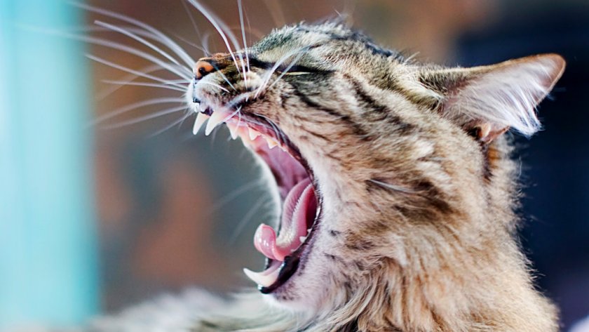 Болезни зубов кошек