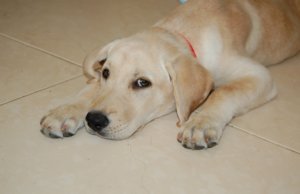 Эклампсия у собак: симптомы и лечение