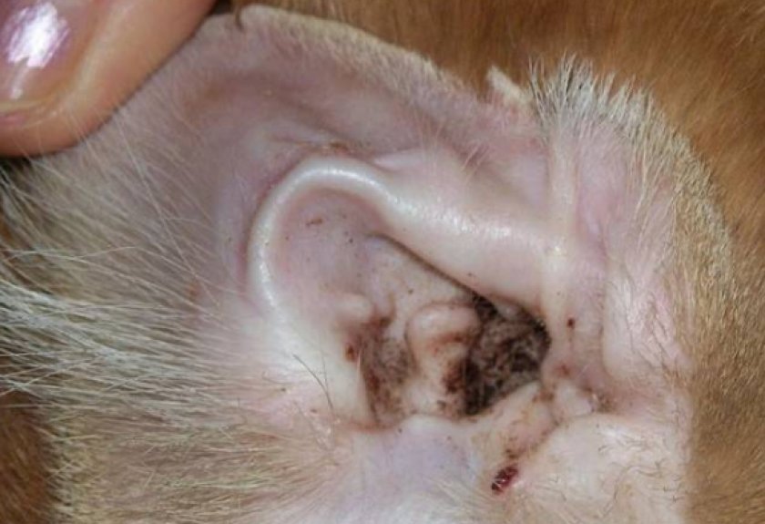Ушной клещ у собак