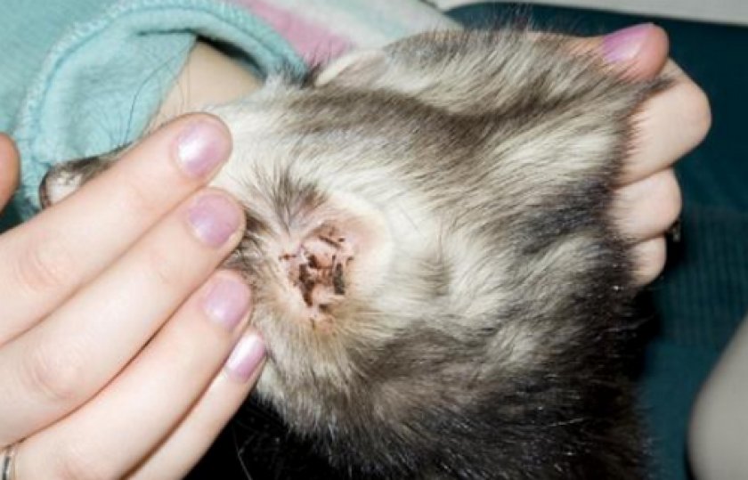 Ушной клещ у собак