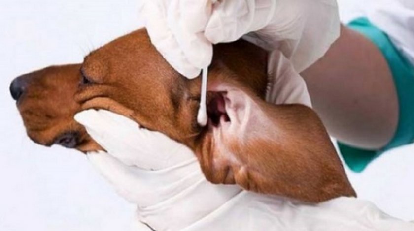 Ушной клещ у собак