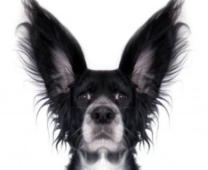 Ушной клещ у собак