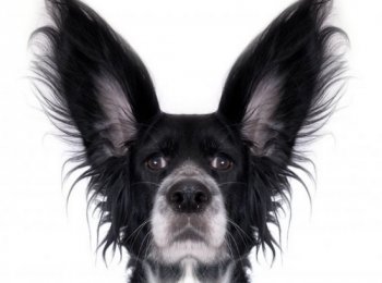 Ушной клещ у собак: как выглядит, что делать, как избавиться