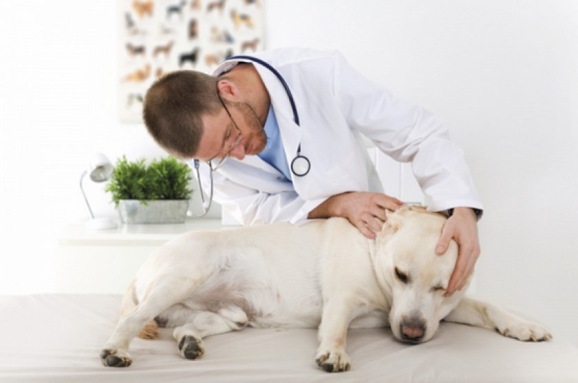 Ушной клещ у собак