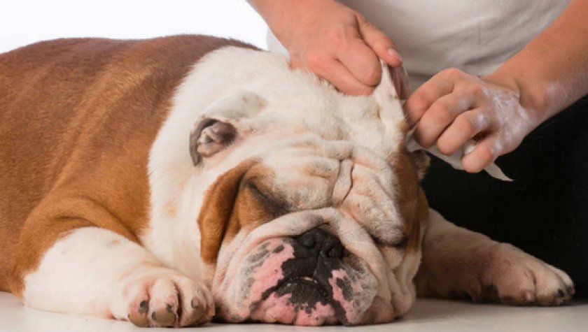 Ушной клещ у собак