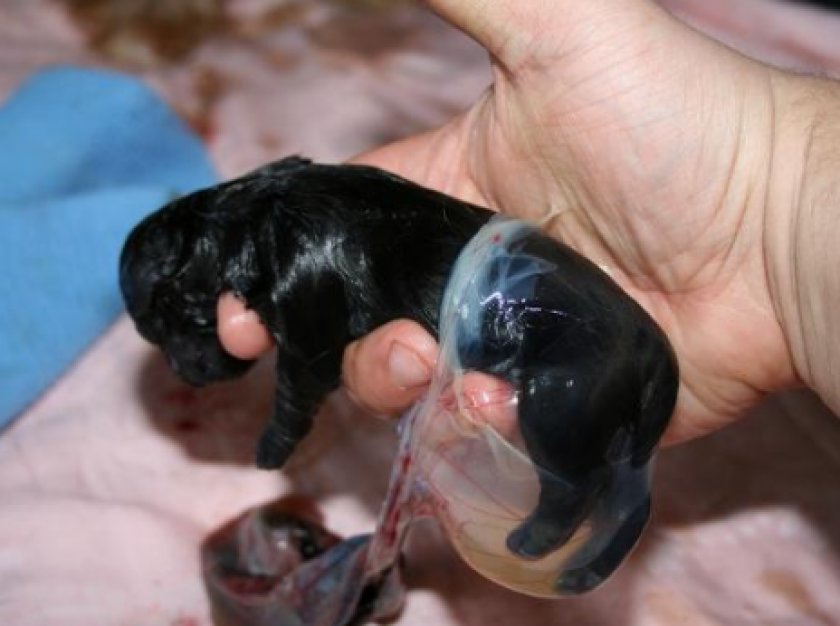 роды у собаки