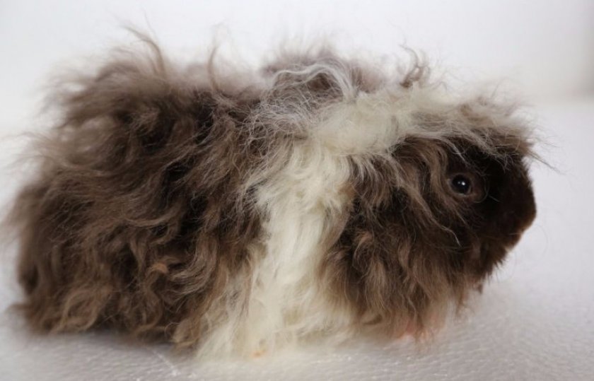 Стрижка Стрижка