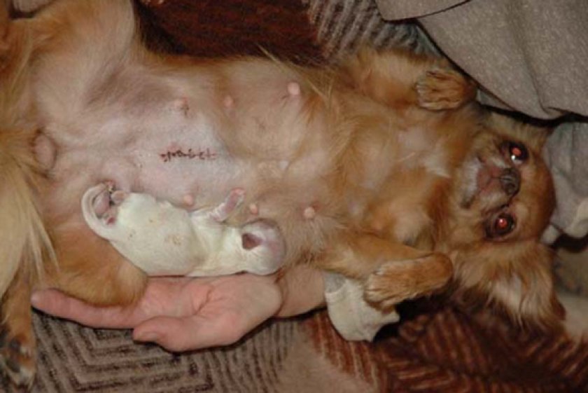 роды у собаки