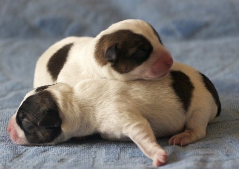 роды у собаки