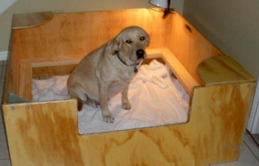 роды у собаки