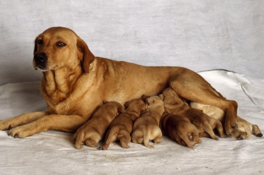 роды у собаки