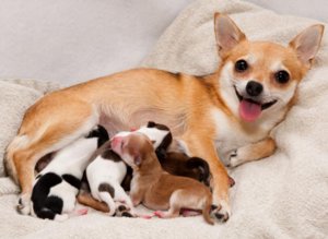 роды у собаки