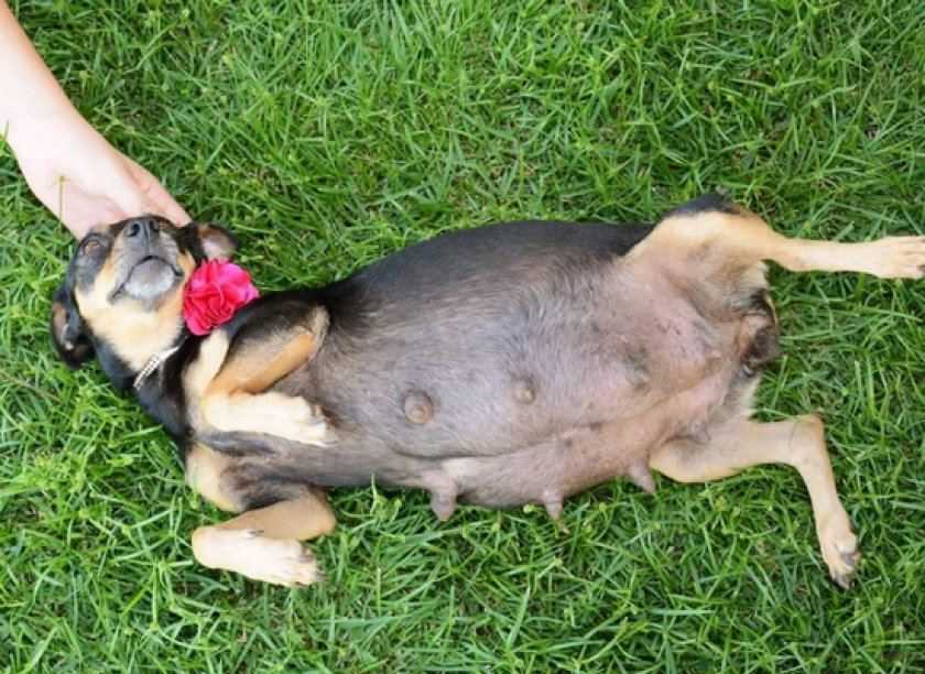 роды у собаки