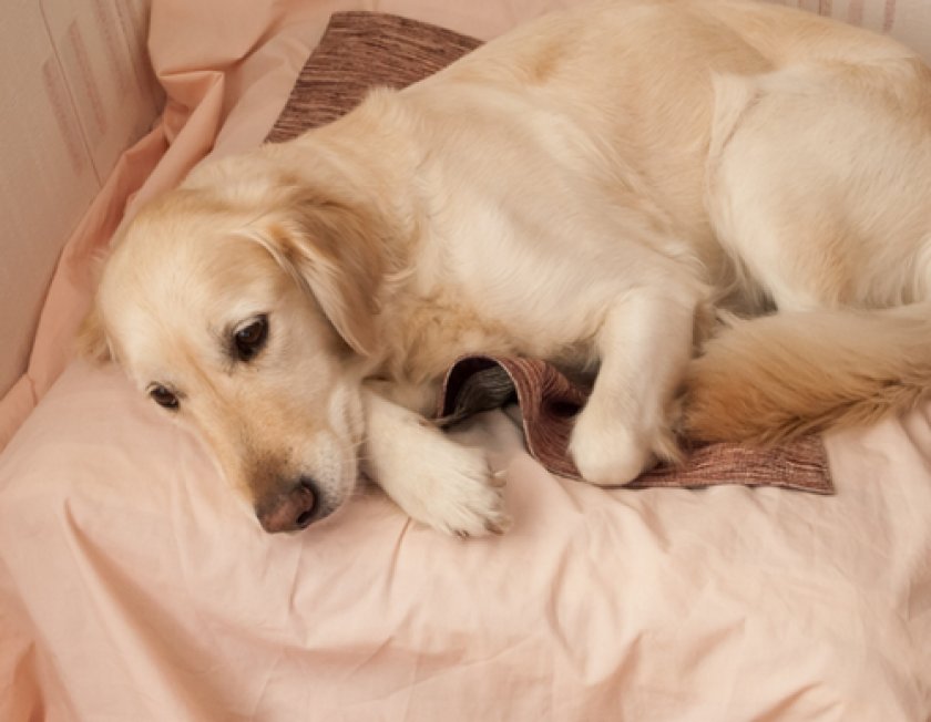 роды у собаки