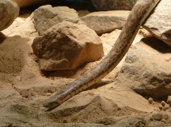 Пища, разведение, обустройство террариума для песчаного удавчика