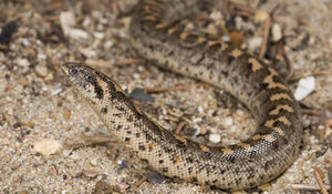 Песчаный удавчик