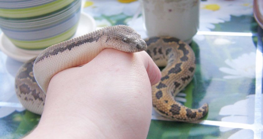 Песчаный удавчик