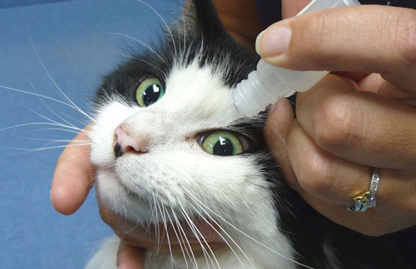 Лечение конъюктивита у кошек предотвращаем заражение симптомы и причины