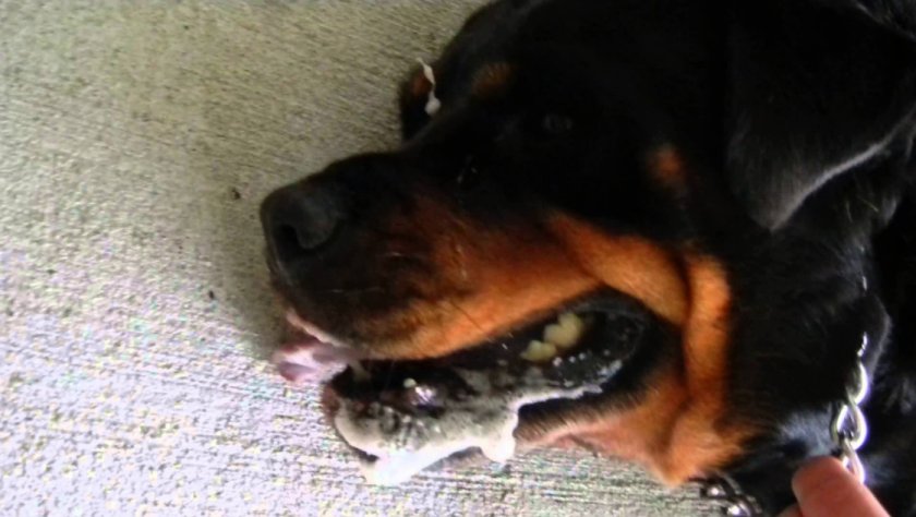 Эпилепсия у собак