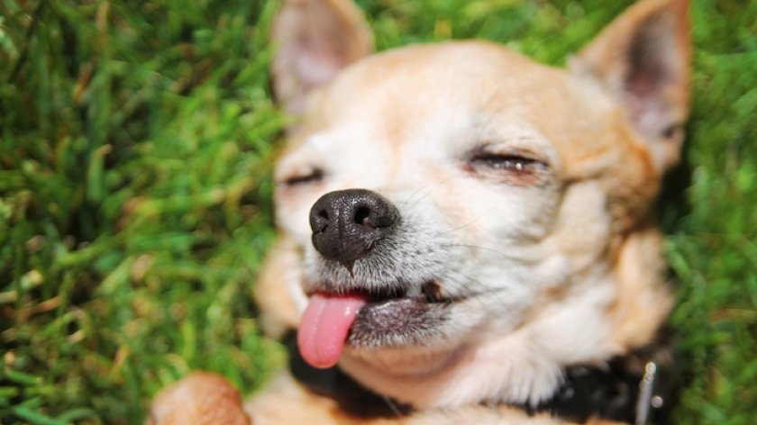 Эпилепсия у собак